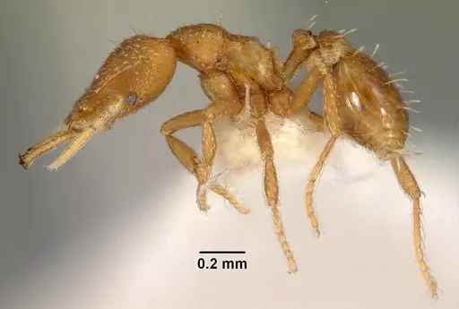 Strumigenys rukha specimen CASENT0102151 image casent0102151_3