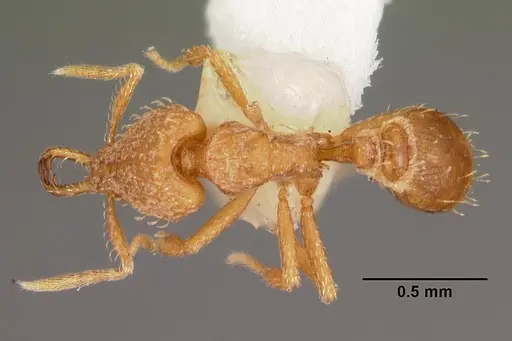 Strumigenys rukha specimen CASENT0102617 image casent0102617_1