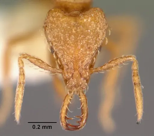 Strumigenys rukha specimen CASENT0102617 image casent0102617_2