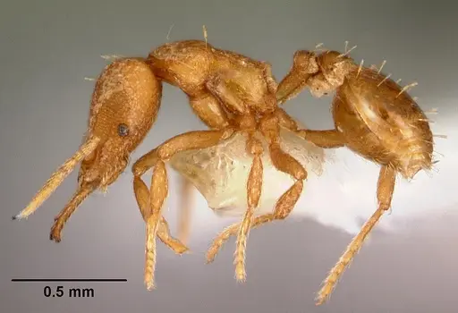 Strumigenys rukha specimen CASENT0102617 image casent0102617_3