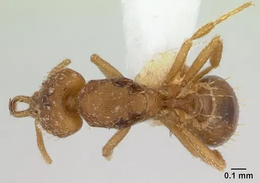 Strumigenys rukha specimen CASENT0178325 image casent0178325_1