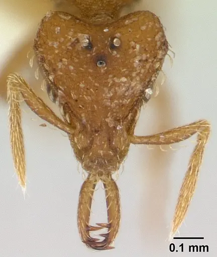 Strumigenys rukha specimen CASENT0178325 image casent0178325_2