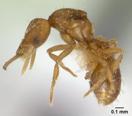 Strumigenys rukha specimen CASENT0178325 image casent0178325_3