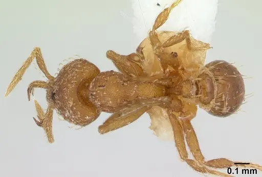 Strumigenys rukha specimen CASENT0178326 image casent0178326_1