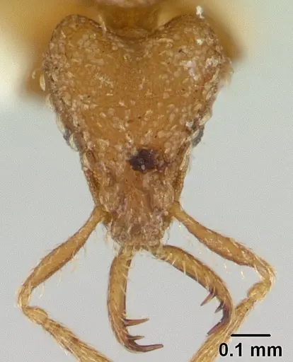 Strumigenys rukha specimen CASENT0178326 image casent0178326_2