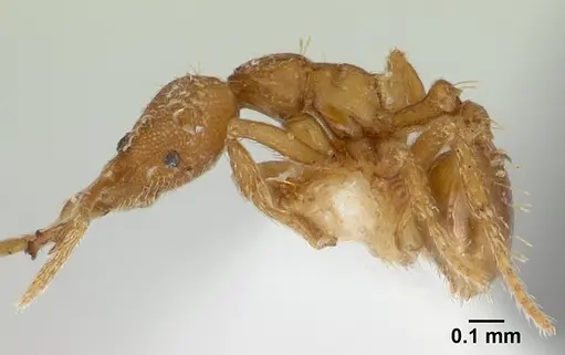 Strumigenys rukha specimen CASENT0178326 image casent0178326_3