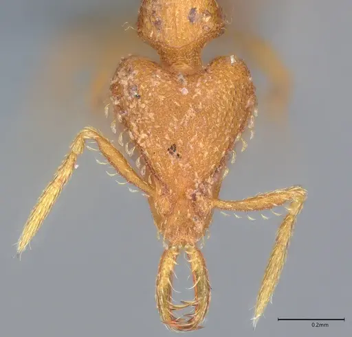 Strumigenys rukha specimen CASENT0358330 image casent0358330_1