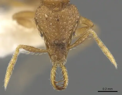 Strumigenys rukha specimen CASENT0900606 image casent0900606_2