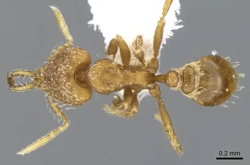 Strumigenys rukha specimen CASENT0914776 image casent0914776_1