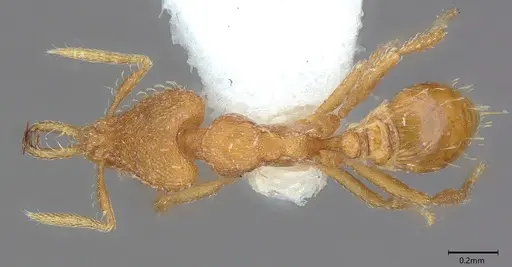Strumigenys rukha specimen CASENT4036270 image casent4036270_1