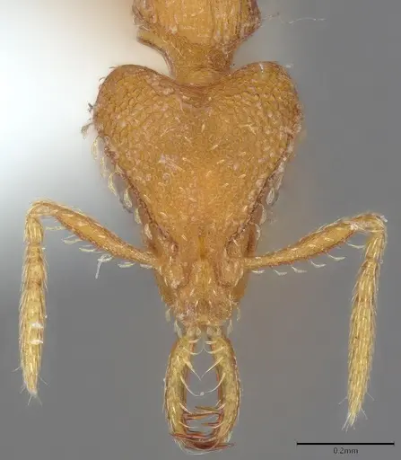 Strumigenys rukha specimen CASENT4036270 image casent4036270_2