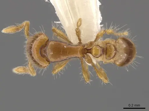 Strumigenys runa specimen CASENT0634746 image casent0634746_1