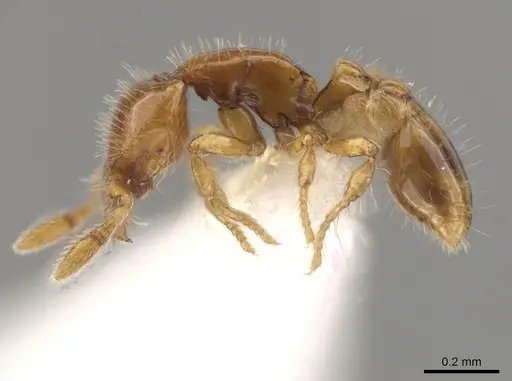 Strumigenys runa specimen CASENT0634746 image casent0634746_3