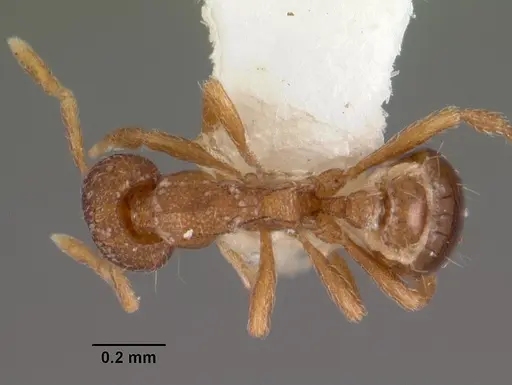 Strumigenys rusta specimen CASENT0102554 image casent0102554_1