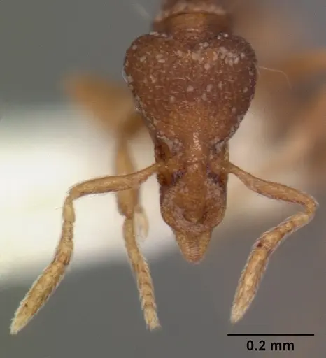 Strumigenys rusta specimen CASENT0102554 image casent0102554_2