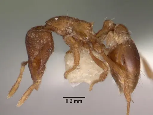 Strumigenys rusta specimen CASENT0102554 image casent0102554_3