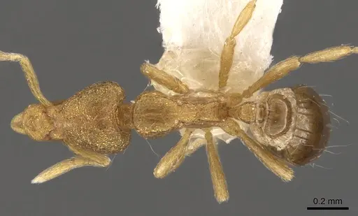 Strumigenys rusta specimen CASENT0900104 image casent0900104_1