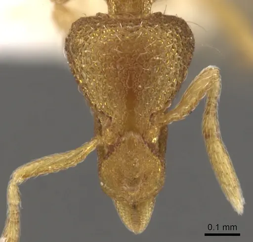 Strumigenys rusta specimen CASENT0900104 image casent0900104_2