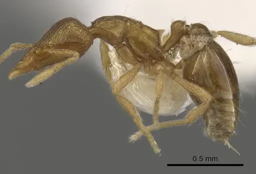 Strumigenys rusta specimen CASENT0900104 image casent0900104_3