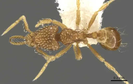 Strumigenys ruta specimen CASENT0900480 image casent0900480_1
