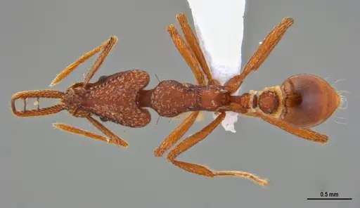 Strumigenys saliens specimen ANTWEB1047390 image antweb1047390_1