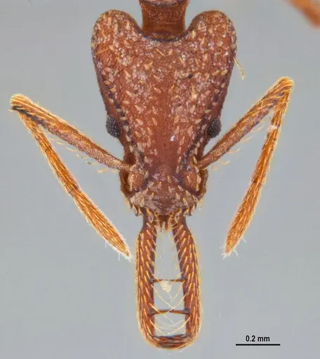 Strumigenys saliens specimen ANTWEB1047390 image antweb1047390_2