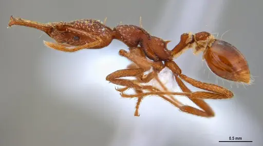 Strumigenys saliens specimen ANTWEB1047390 image antweb1047390_3
