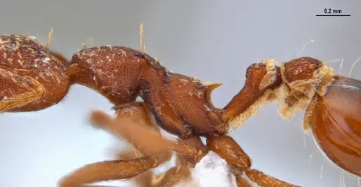 Strumigenys saliens specimen ANTWEB1047390 image antweb1047390_4