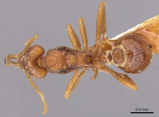 Strumigenys saliens specimen CASENT0900427 image casent0900427_1