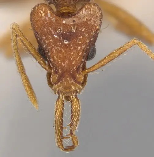 Strumigenys saliens specimen CASENT0900427 image casent0900427_2