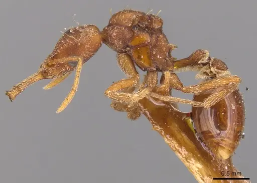 Strumigenys saliens specimen CASENT0900427 image casent0900427_3