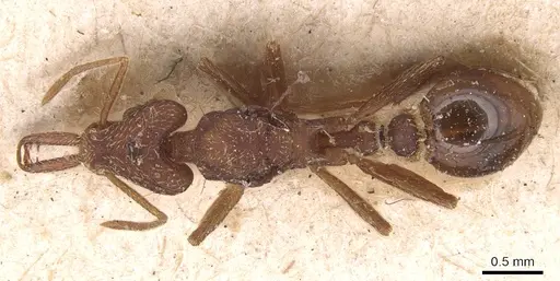 Strumigenys saliens specimen CASENT0904932 image casent0904932_1