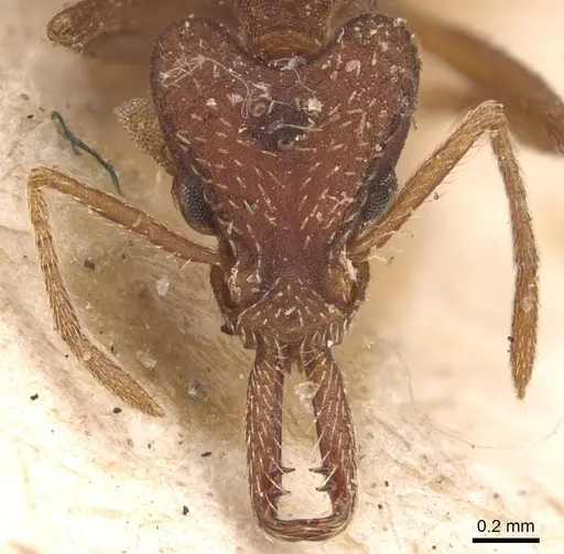 Strumigenys saliens specimen CASENT0904932 image casent0904932_2