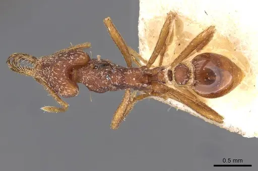 Strumigenys saliens specimen CASENT0909326 image casent0909326_1