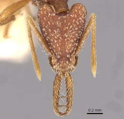 Strumigenys saliens specimen CASENT0909326 image casent0909326_2