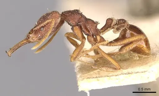 Strumigenys saliens specimen CASENT0909326 image casent0909326_3