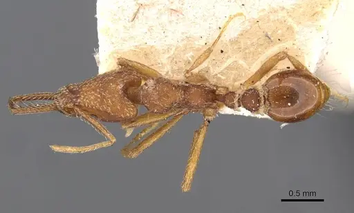 Strumigenys saliens specimen CASENT0909327 image casent0909327_1