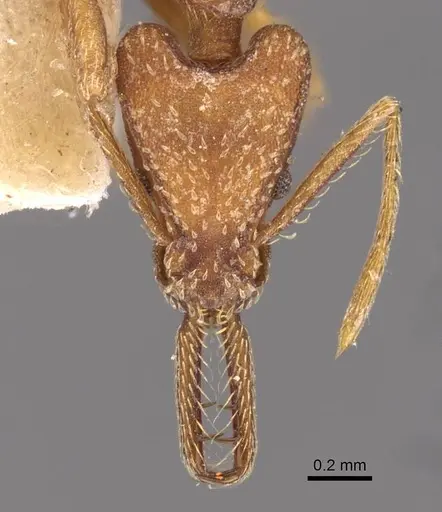 Strumigenys saliens specimen CASENT0909327 image casent0909327_2