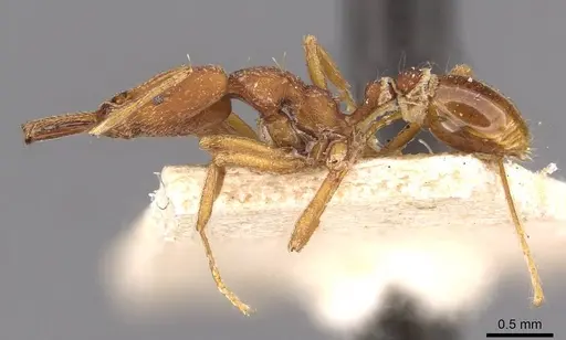 Strumigenys saliens specimen CASENT0909327 image casent0909327_3