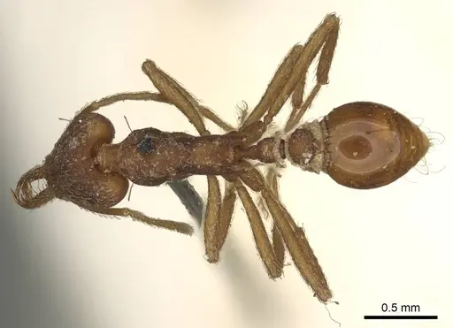 Strumigenys saliens specimen CASENT0915700 image casent0915700_1