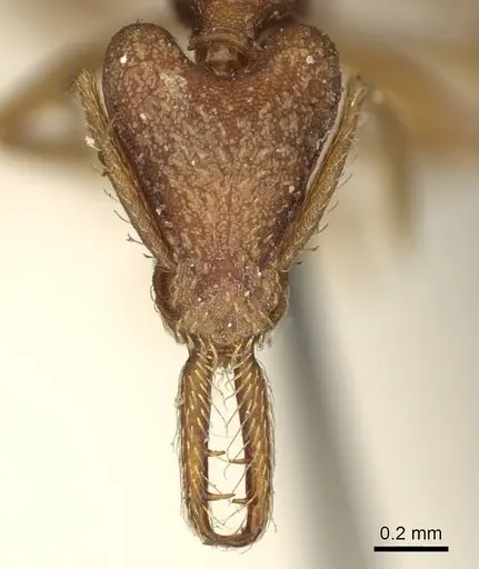 Strumigenys saliens specimen CASENT0915700 image casent0915700_2