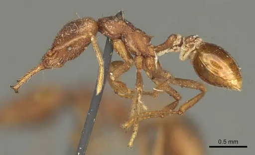 Strumigenys saliens specimen CASENT0915700 image casent0915700_3