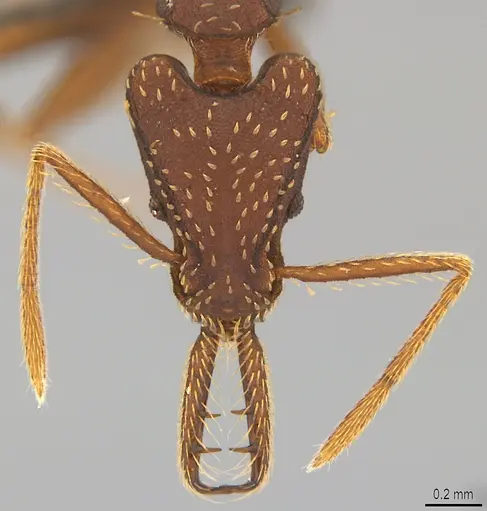Strumigenys saliens specimen CASENT4036194 image casent4036194_1