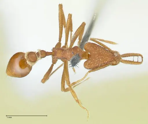 Strumigenys saliens specimen FOCOL2158-1 image focol2158-1_1