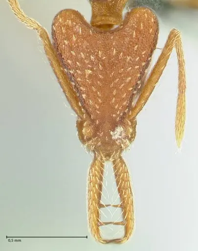 Strumigenys saliens specimen FOCOL2158-1 image focol2158-1_2