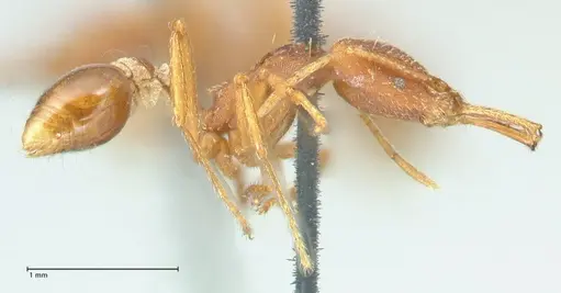 Strumigenys saliens specimen FOCOL2158-1 image focol2158-1_3