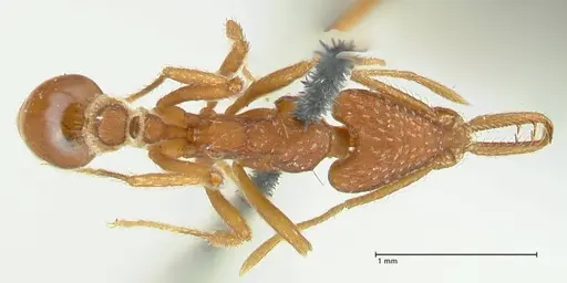 Strumigenys saliens specimen FOCOL2158-2 image focol2158-2_1
