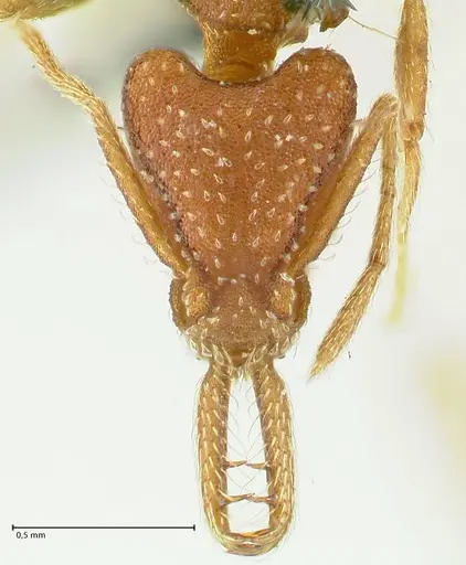 Strumigenys saliens specimen FOCOL2158-2 image focol2158-2_2