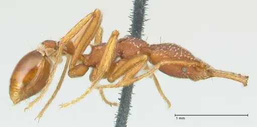 Strumigenys saliens specimen FOCOL2158-2 image focol2158-2_3