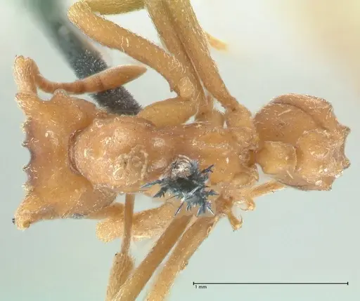 Strumigenys saliens specimen FOCOL2161-1 image focol2161-1_1